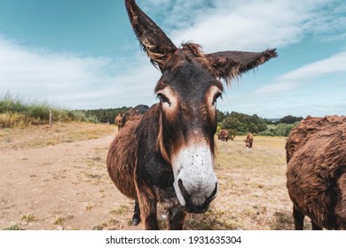 ロバ の画像 写真素材 ベクター画像 Shutterstock