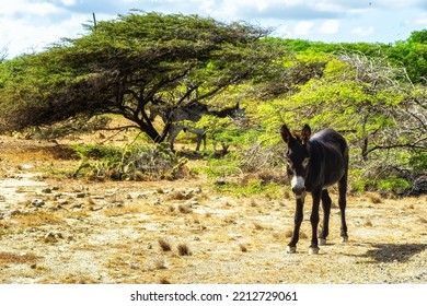 A Donkey  In A Field On The Caribbean Island Bonaire, Dutch Caribbean