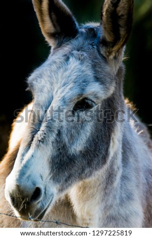 Similar – Foal I Environment Nature