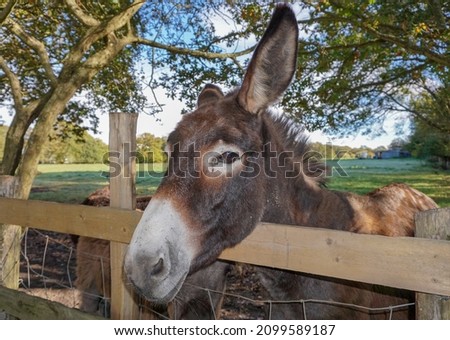 Donkey in field peeking it's head over fence. Nosey brown donkey portrait. 