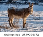 A Donkey in a Field in Winter