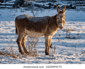 A Donkey in a Field in Winter