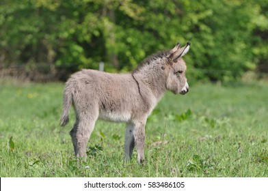 Donkey Foal