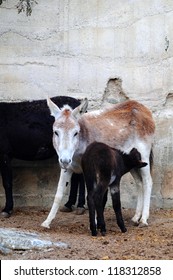 Donkey Foal Is Drinking Milk From Its Mother