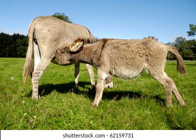 Donkey Foal Is Drinking Milk From Its Mother