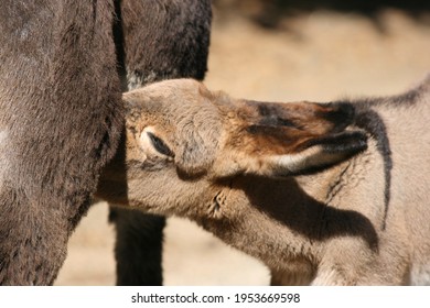 Donkey Foal Sucking Milk From Mother Closeup Shot