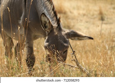 Donkey In Cévennes, France