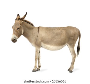 Donkey In Front Of A White Background