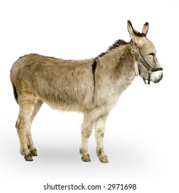 Donkey In Front Of A White Background