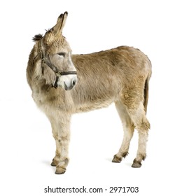 Donkey In Front Of A White Background