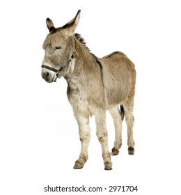 Donkey In Front Of A White Background