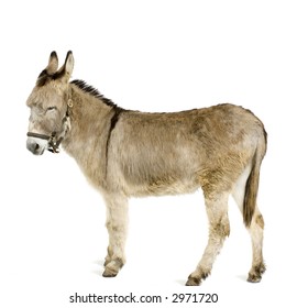 Donkey In Front Of A White Background