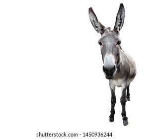 Donkey full length isolated on white. Funny gray donkey standing and looking into camera. Farm animals. Copy space