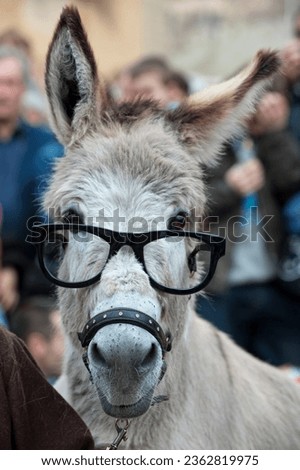 A donkey with glasses while looking at you