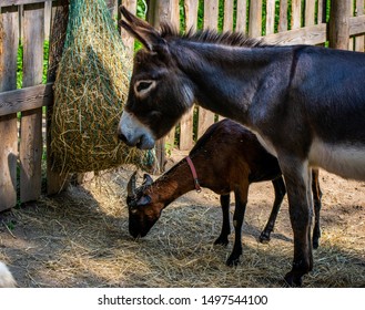 Donkey And Goat Eating Hay