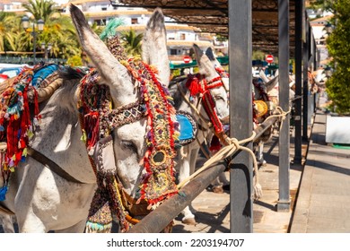 A Donkey Groomed And Dressed In Traditional Costume In The Charming Province Of Malaga, Andalucia