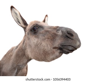 Donkey head isolated on white background. Funny donkey portait close up. Farm animal.  