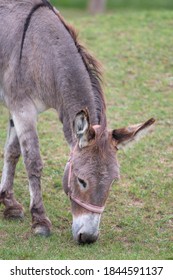 Donkey (In German Hausesel) Equus Asinus Asinus