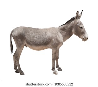 donkey isolated on white background 260nw 1085535512