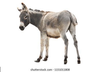 donkey isolated a on white background
