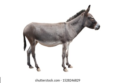  Donkey Isolated On White Background