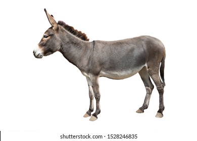  Donkey Isolated On White Background