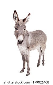 Donkey isolated on the white background