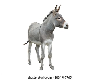 Donkey Isolated On White Background