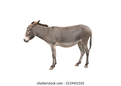 1,406 Mule profile Images, Stock Photos & Vectors | Shutterstock