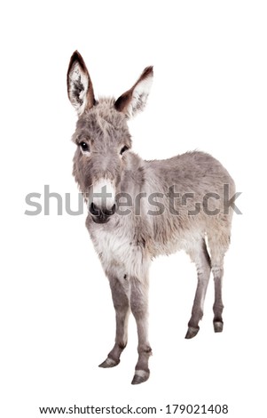 Donkey isolated on the white background