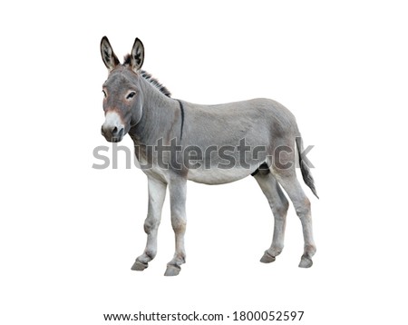 Donkey isolated on white background.