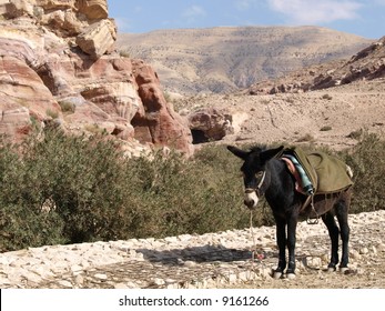 Donkey in Jordan