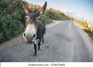 Donkey In Karpaz Peninsula In North Cyprys Turkey