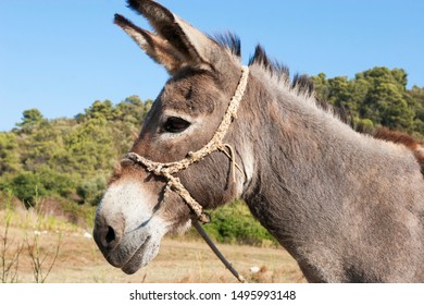 Donkey From Lastovo Island, Croatia