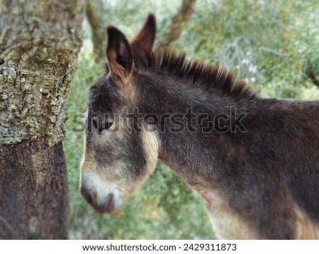 The donkey lay peacefully beside the cork oak, its eyes closed in serene slumber. The rustling leaves overhead provided a gentle lullaby as the sun painted a warm tapestry on the quiet scene. The eart