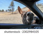 Donkey Looking for Snacks in Custer State Park