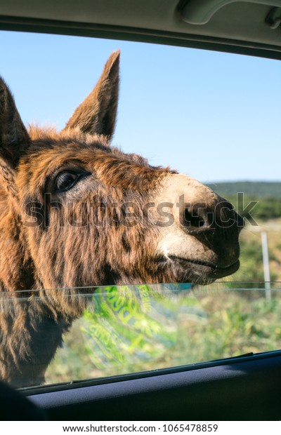 Donkey looking to the\
window of the car