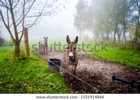 donkey in the mist on pasture