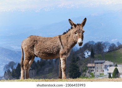Donkey in a mountain pasture