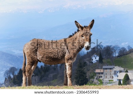 Donkey in a mountain pasture