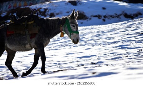 A Donkey Moving Up On Snow 