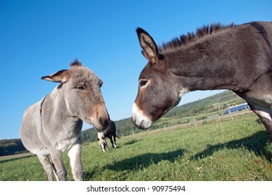 3,791 Donkey breeding Images, Stock Photos & Vectors | Shutterstock