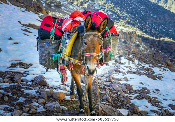 A donkey / Mule carrying the load up the mountain\
in Morocco