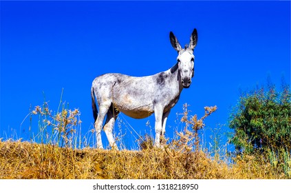 Donkey nature portrait. Donkey silhouette view. Cute donkey portrait. Donkey in nature