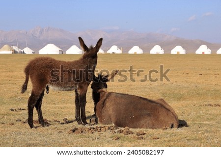 donkey near Song kol lake, Kyrgyzstan in Central Asia