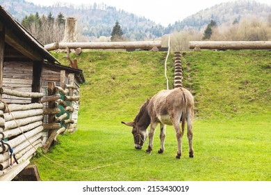 Donkey on animal farm.Spring season. High quality photo - Shutterstock ID 2153430019