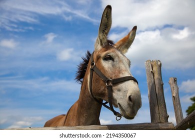 Donkey On Blue Sky Clouds Wooden Fence Farm Animal Portrait Big Ears Wide Angle Close-up