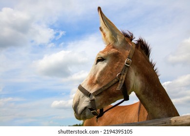 Donkey On Blue Sky Clouds Wooden Fence Farm Animal Portrait Big Ears Wide Angle Close-up