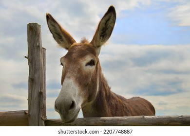 Donkey On Blue Sky Clouds Wooden Fence Farm Animal Portrait Big Ears Wide Angle Close-up