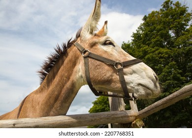 Donkey On Blue Sky Clouds Wooden Fence Farm Animal Portrait Big Ears Wide Angle Close-up